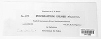 Pucciniastrum epilobii image